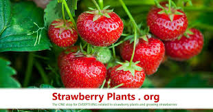 Strawberry Varieties Archives Strawberry Plants Org