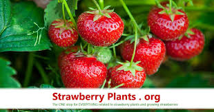 strawberry varieties archives strawberry plants org