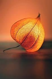 So Bringst Du Eine Physalis Zum Leuchten Herbst Fotografie Stillleben Fotografie Lampionblume