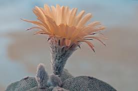 New and used items, cars, real estate, jobs, services, vacation rentals and more virtually anywhere in ontario. Bishop S Cap Cactus Flower 002 Photograph By Ana Gonzalez