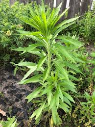 Image result for Erigeron canadensis