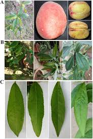 Using peach tree fertilizer at these times will help support the development of peach fruit. Symptoms Of Smaller And Cracked Fruits On The Peach Tree Sample Xj 6 Download Scientific Diagram