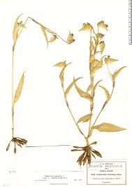 Image result for Commelina latifolia