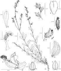 Image result for Polygala dewevrei