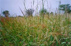 Image result for Oryza longistaminata
