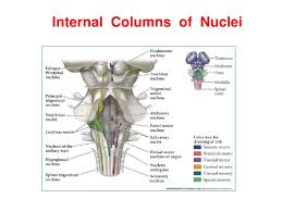 Related online courses on physioplus. Anatomy Of Brainstem