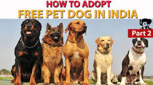 Check spelling or type a new query. Free Pet Dog Adoption In India L Puppies For Adoption In India L Online Dog Adoption L Free Of Cost Youtube