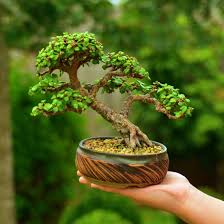 May 10, 2021 · having a small indoor garden adds an extra decor to one's house. Portulacaria Afra Dwarf Jade Bonsai Tree By Gilbert Cantu With Little Jade Bonsai Bonsai Forest Jade Bonsai Tree Jade Bonsai