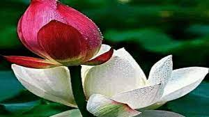 Maybe you would like to learn more about one of these? Puisi Bunga Teratai Merah