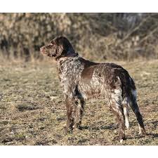 Image result for německý ohař dlouhosrstý