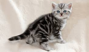 We are small family breeders from west london and it's a pleasure to inform you that our queen had given birth to beautiful litter of four british shorthair kittens (three blue, one white) we are looking for homes for our kittens where they will be happy, loved and will be able to reciprocate this love our kittens are happy, energetic, like to play and like to be pet. British Shorthair Cat Breed Information