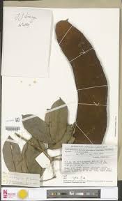 Image result for Anthonotha macrophylla