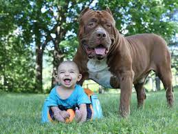 The owner of the world's biggest pitbull has described the pain of being flattened by the gigantic 175lb beast. Meet The Parents Who Trust The World S Biggest Pit Bull Called Hulk To Babysit Their Newborn Son Mirror Online