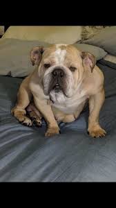 Midatlantic bulldog rescue (ny, nj, pa, de, and md). Petfinder English Bulldog The Y Guide