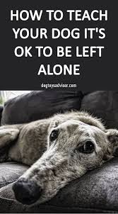 Does Having A Dog Now Mean That You Ll Be Stuck At Home Everyday Some Pet Parents Have To Leave Their Fur Friends At Hom In 2020 Dog Smells Diy Dog Stuff