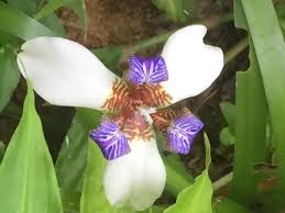 Image result for Neomarica northiana