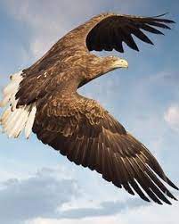 In both sexes, the eyes were brown; 34 Birds Ideas White Tailed Eagle Bald Eagle Birds