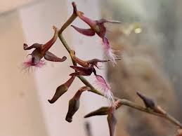 Image result for Bulbophyllum saltatorium