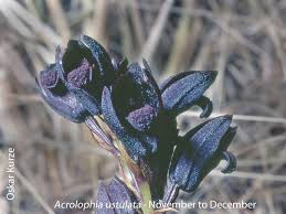 Image result for Platycoryne mediocris