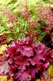 Reaches 12 to 18 inches tall. Planting Coral Bells How To Grow And Care For These Colorful Perennials Hgtv