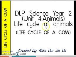 This is the introductory video to the lesson titled human reproduction in year 2 science. Year 2 Science Dlp Life Cycle Of A Cow Youtube