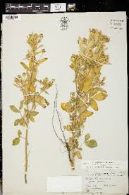 Image result for Trigonella anguina