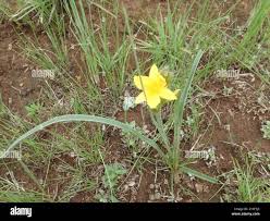 Image result for Hypoxis rigidula
