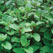 Image result for Mentha