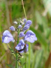 Image result for Scutellaria