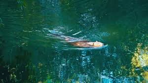 Beavers block a creek with a dam which builds a pond. Beaver Dam Stock Video Footage Royalty Free Beaver Dam Videos Page 12