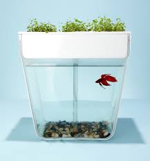 We did not find results for: A Pet Fish Can Cohabitate With Potted Plants Wsj