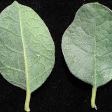 Image result for Kalaharia uncinata