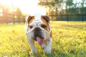 Dorset olde tyme bulldogge (es); 28 Elegant English Dog Breeds All Types Of English Dogs