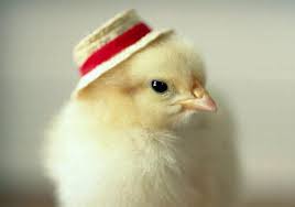 White chicken and little cute chickens in the cage. Cute Chickens Cute Chickens Twitter