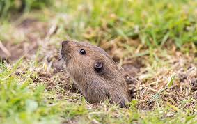 If you identify signs of a gopher or mole invasion, use targeted traps and protect your plants to discourage future invasions. Homeowners Guide To Gopher Control Smith S Pest Management