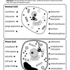 Animal And Plant Cells Worksheet Cells Worksheet Plant And Animal Cells Plant Cells Worksheet