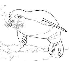 We have collected 38+ harp seal coloring page images of various designs for you to color. Seal Coloring Coloring Pages Pokemon Coloring Hawaiian Flag