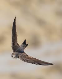 Результат пошуку зображень за запитом "стриж"