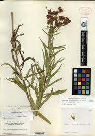 Image result for Vernonia ischnophylla