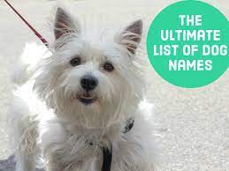 From pod coffee machines to automatic and manual, here's our guide to the best coffee machines on the market. 1500 Dog Names By Color Breed Size Origin And Group Pethelpful