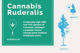 Indica Cbd Effects