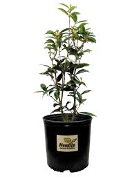 We did not find results for: Bushes Shrubs Home Garden Osmanthus Live Plant Fudingzhu Fragrant Tea Olive 3 Gallon Pot 360idcom Fr