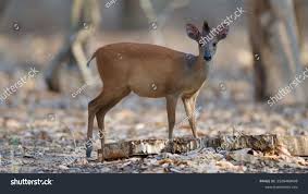 Image result for Cola natalensis