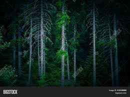 Huge collection, amazing choice, 100+ million high quality, affordable rf and rm images. Dark Creepy Pine Image Photo Free Trial Bigstock