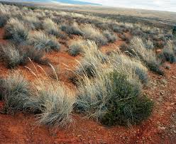 Image result for Stipagrostis