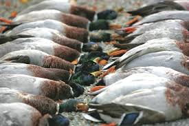 Enten Ernte Mit System Wild Und Hund