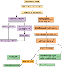 Renal Disease Pathophysiology Of Disease An Introduction