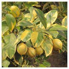 Check out our lemonade tree selection for the very best in unique or custom, handmade pieces from our shops. Vargieted Lemon Eureka 1pc National Plant Network U S D A Hardiness Zones 8 11 Target