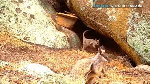 It has short, thick, woolly fur that is particularly dense around the base of the tail, rump and flanks. Abc Perth Endangered Wa Wallaby Rebounds Facebook
