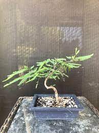 Mesquite One Year Progress From Seedling To Stick In Pot I Realize How Young The Tree Is But Still Loving The Shape R Bonsai